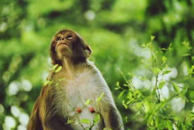 Close-up of monkey looking towards sky