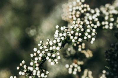 Close-up of white flowering plant