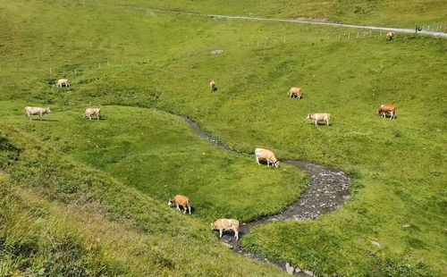 Flock of sheep grazing in grassy field