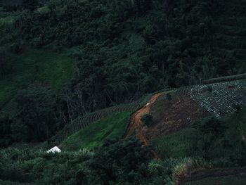 High angle view of trees in forest