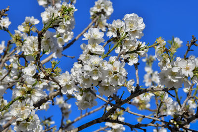 Low angle view of cherry blossoms against blue sky