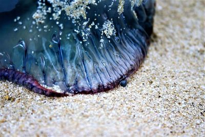 Close-up low section of crab on beach