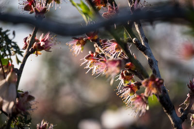 Close-up of flowers on tree