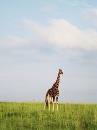 Giraffe on grass against cloudy sky