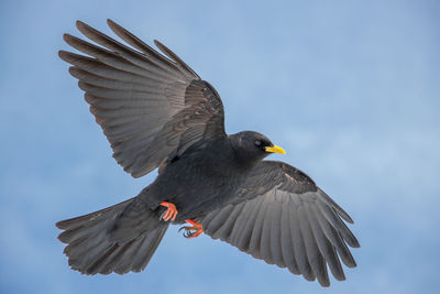 Low angle view of eagle flying against sky