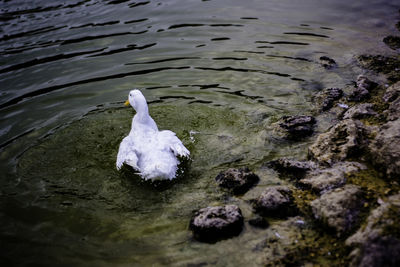 High angle view of swan swimming in lake