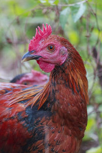 Close-up of rooster