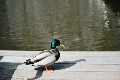 Bird perching on lake