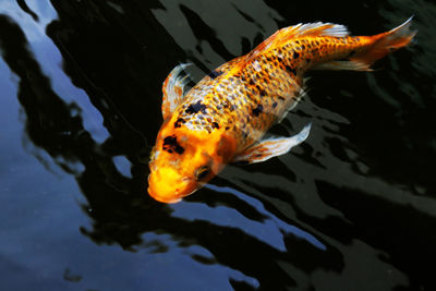 High angle view of fish swimming in sea