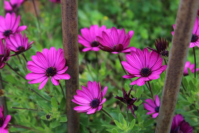 Close-up of pink flowers blooming outdoors