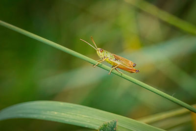 Close-up of grasshopper on plant