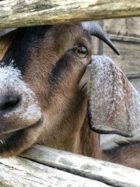 Close-up of goat