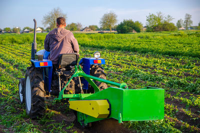 Farmer digs out a crop of potatoes with a tractor. harvest first potatoes in early spring. farming