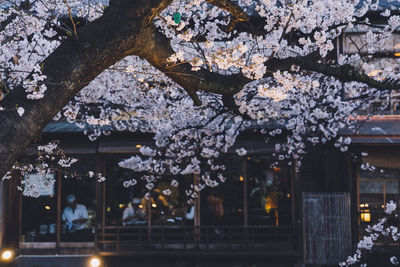 Low angle view of cherry tree against illuminated building