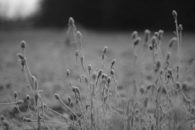 Close-up of stalks in field