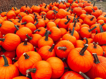 Close-up of pumpkins on field