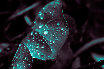 Close-up of wet flower