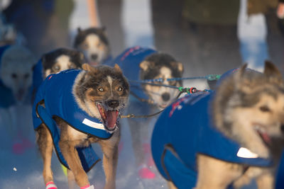 Sled dogs pulling sled at start of sled dog race in alaska