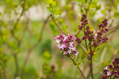 Close-up of pink flowering plant