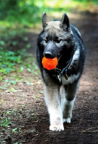 Portrait of black dog on land