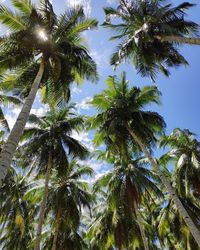 Low angle view of coconut palm trees against sky