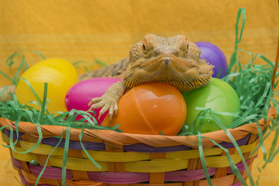 Close-up of multi colored eggs