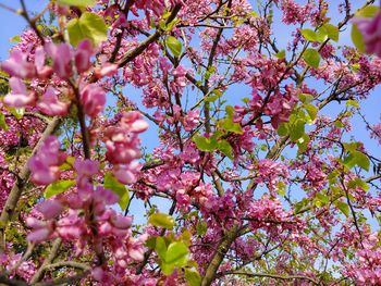 Low angle view of pink cherry blossoms in spring