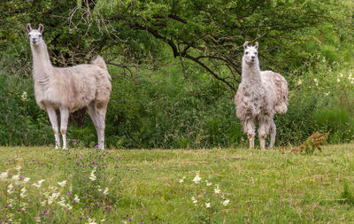 Llamas standing in a field