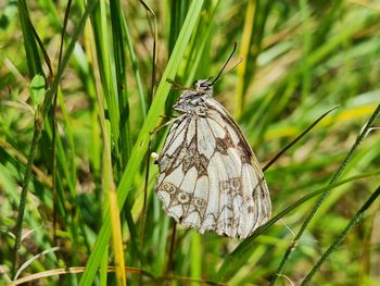 Close-up of butterfly on grass