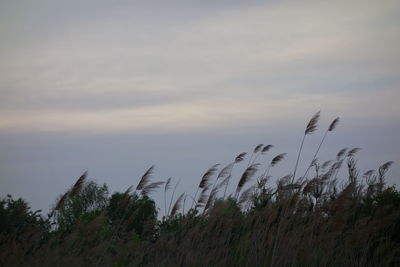 Plants growing on landscape against sky