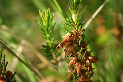 Close-up of insect on flower