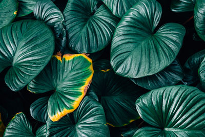 Full frame shot of leaves