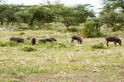 Herd of sheep in a field