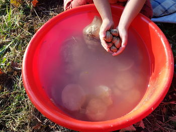 Cropped hands of girl washing snail shells in bucket on land