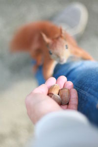 Person offering nuts to squirrel