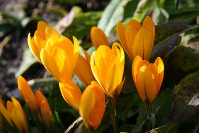 Close-up of yellow crocus blooming on field