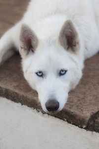 High angle portrait of dog