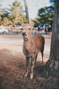 Portrait of deer standing on field