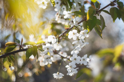 Low angle view of cherry blossoms in spring