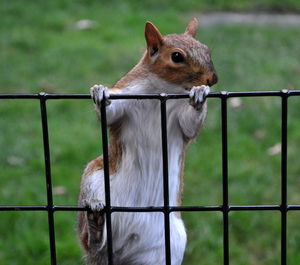 Close-up of squirrel on metal grate