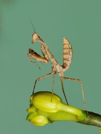 Close-up of insect against green background