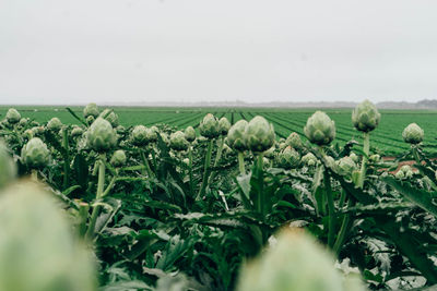 Artichoke plants growing at farm against sky