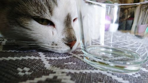 Close-up of cat in water