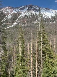 Scenic view of pine trees by mountains against sky