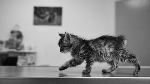 6 weeks old kitten walking on the veterinary table