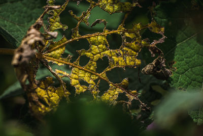 Traces of yellow leaves that are food for insects