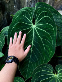 Cropped image of woman holding leaf