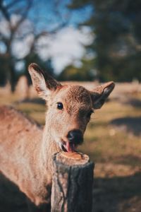 Portrait of deer in a field