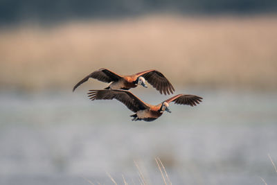 Close-up of bird flying against sky