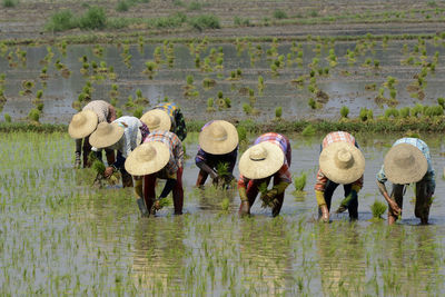 Farmers working in rice field